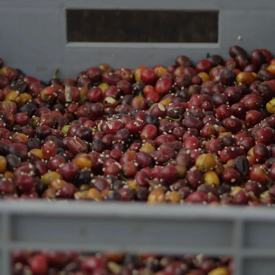 The Barn El Vergel Gesha cafea boabe 250g koji natural