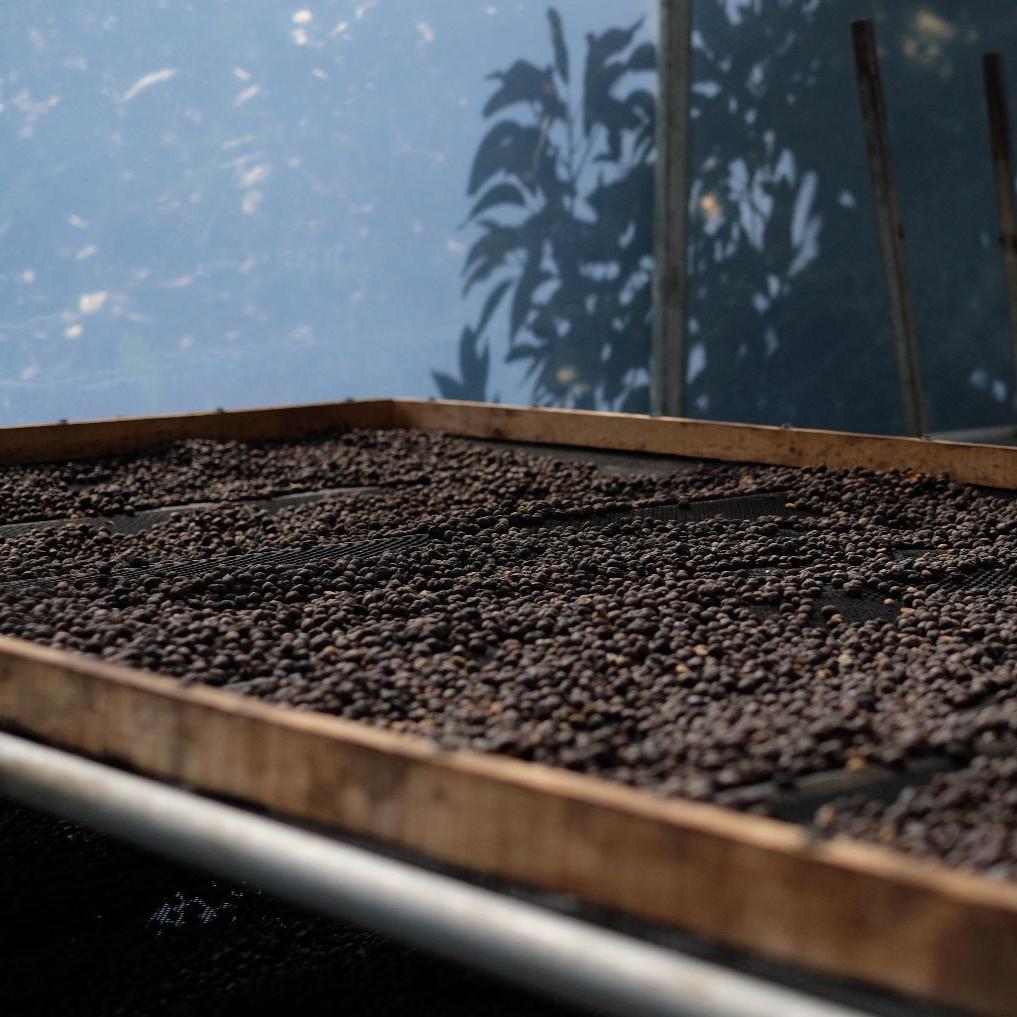 The Barn La Bandera cafea boabe 250g naturală