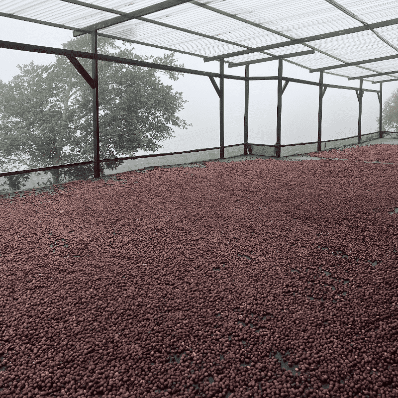 The Barn Nativo Nogales cafea boabe 250g fermentatie anaeroba