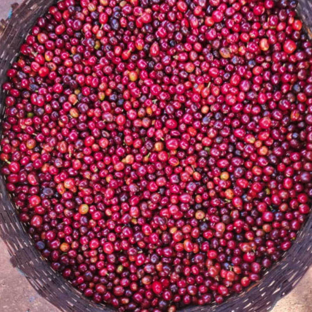 The Barn Arsosala cafea boabe 250g Etiopia
