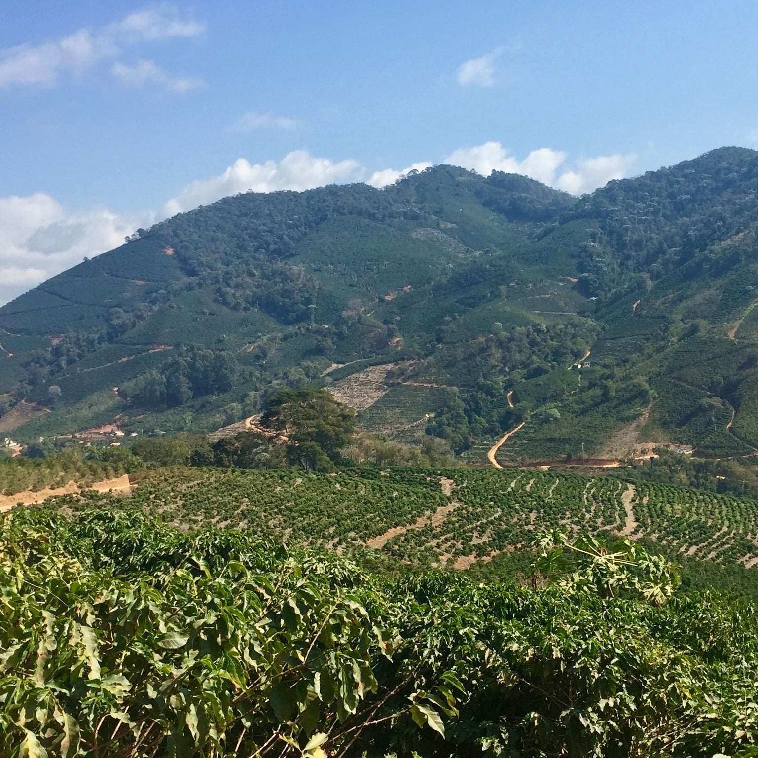 The Barn Ninho da Aguia cafea boabe 250g Brazilia