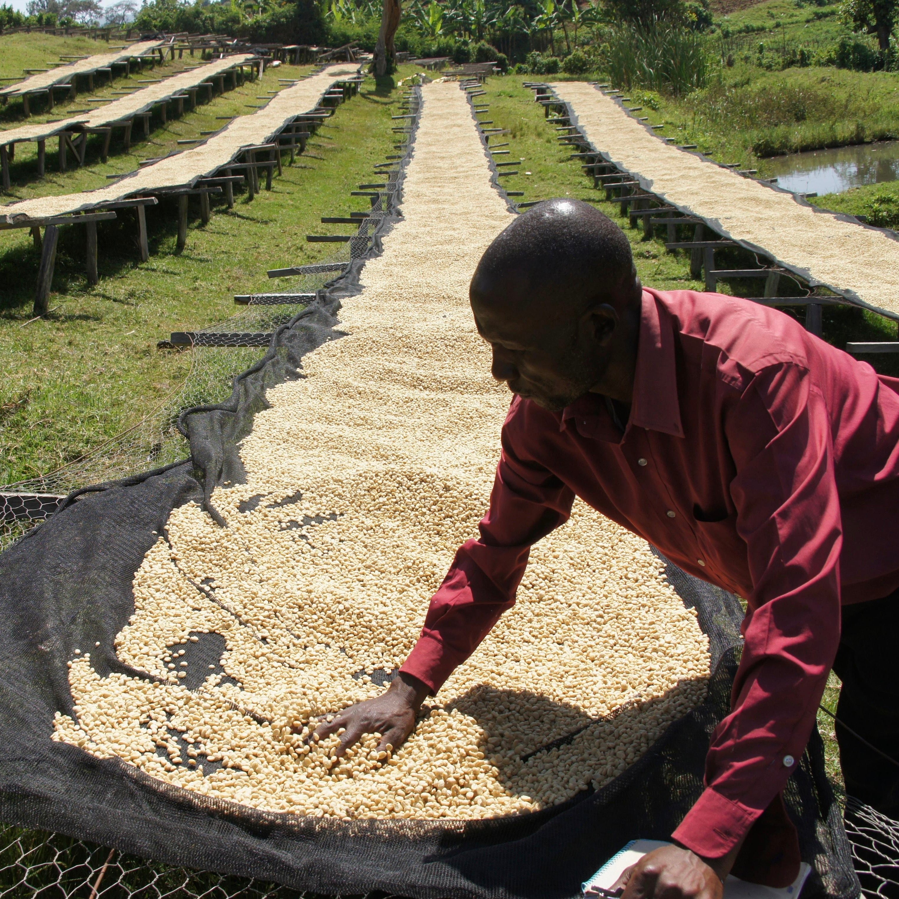 The Barn Gakuyu-Ini Peaberry cafea boabe 250g Kenya